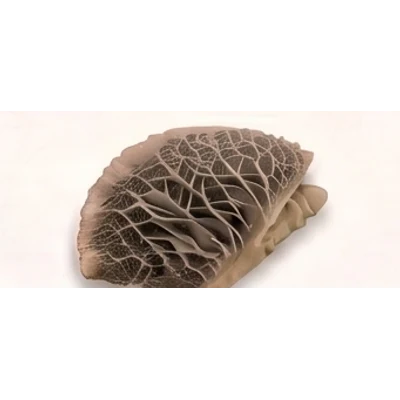 Omasum (Senmai)