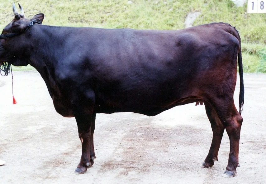 Premium Black Wagyu
